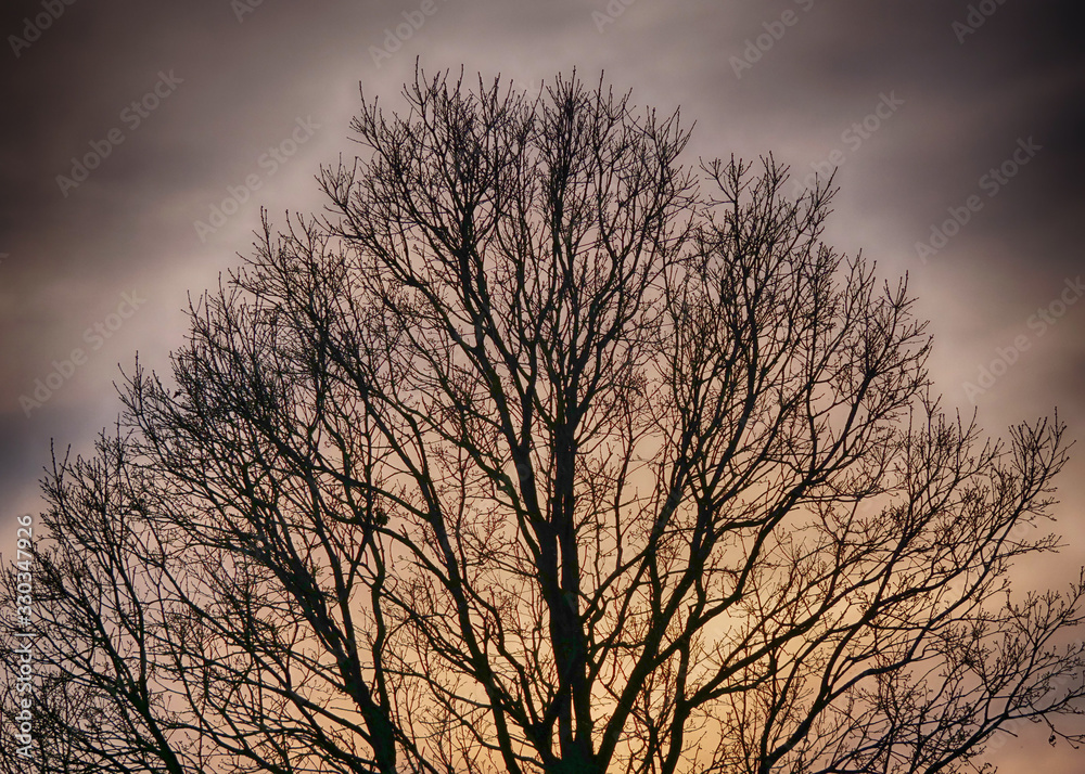 Ein kahler Baum im Winter vor einem dramatischen Himmel