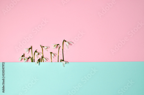 Creative layout made with snowdrop flowers on bright blue pink background. Flat lay. Spring minimal concept.