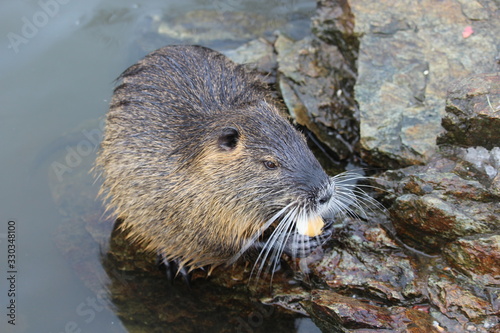 water rodent