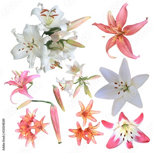 Collection of white and pink lilies