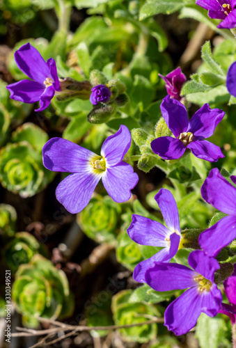 Griechisches Blaukissen Aubrieta deltoidea