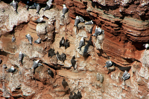 Brooding guillemots and seagulls on Heligoland photo