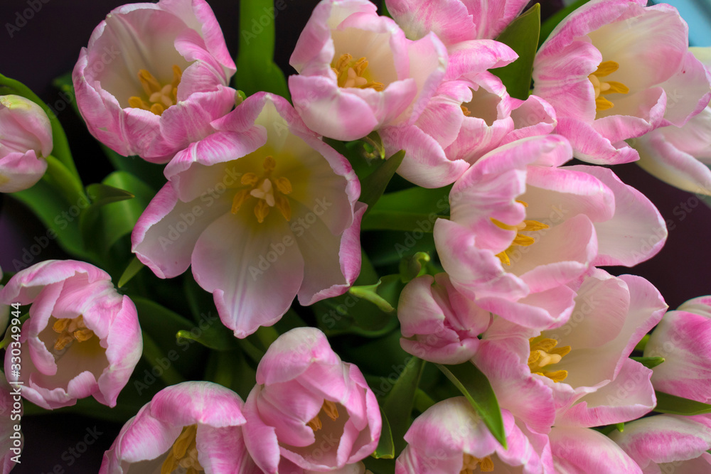 spring tulips white and pink spring tulips white and pink