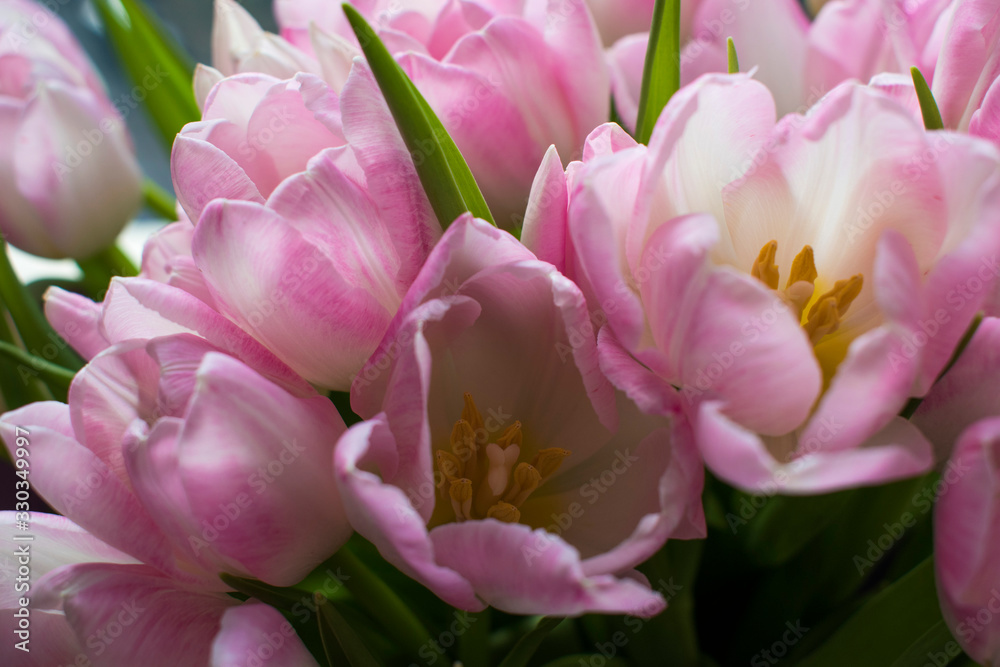 Obraz premium spring tulips white and pink