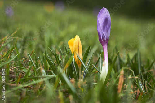 undissolved crocuses