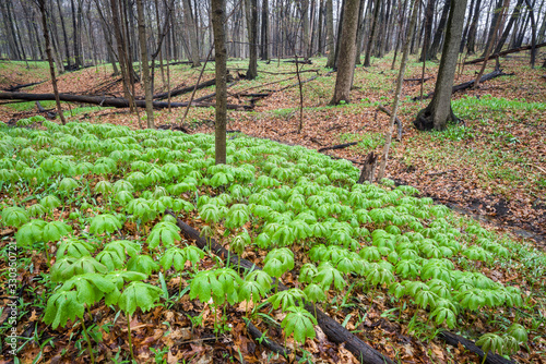 A miniature forest of mayapple spring wildflowers carpets the forest floor in spring green. photo