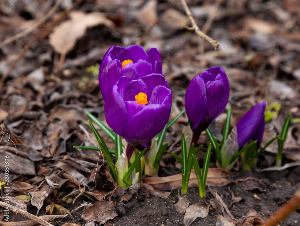 Obraz premium Crocus flower breaks out of the ground. A primrose in forest, a spring bloom crocus purple. From the core of which they make saffron spice.