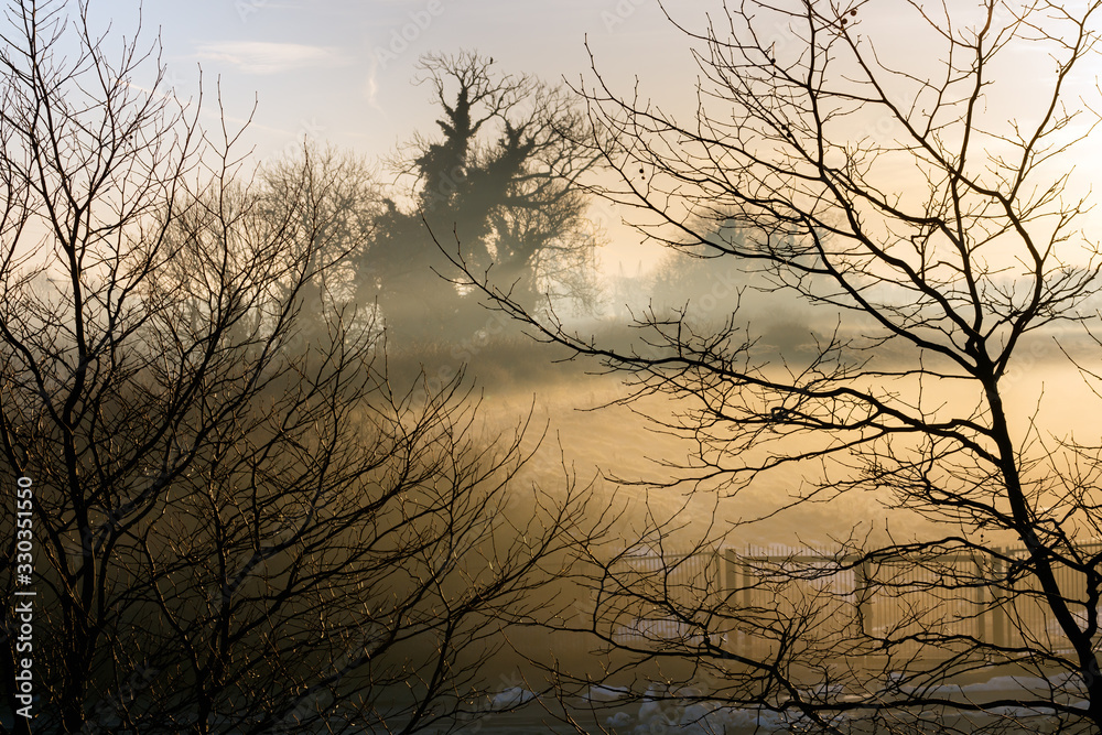 Silhouette of trees and branches in winter morning with mysterious and spooky fog in background fields at sunrise