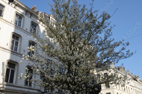 White flowers tree in Brussels, Belgium