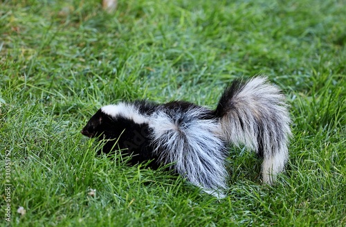 The striped skunk is a skunk of the genus Mephitis that occurs across most of North America, including southern Canada, the United States, and northern Mexico. 