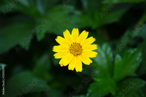 Calendula Flowers in a natural environment