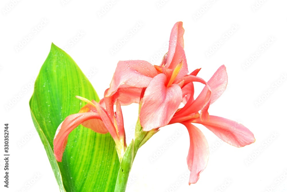 Pink Canna Lily flower on a white background