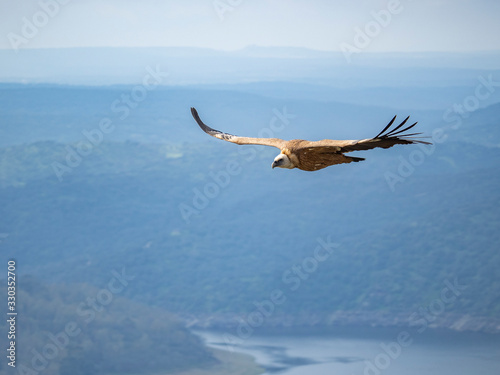 Buitre leonado en vuelo