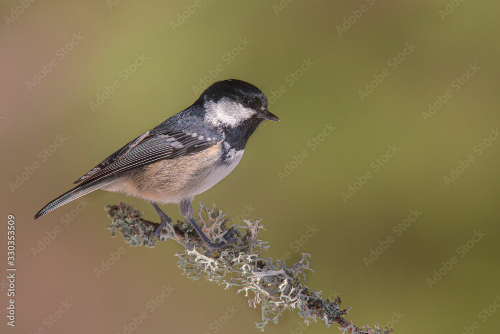 Obraz premium forest and bird Coal Tit / Periparus ater