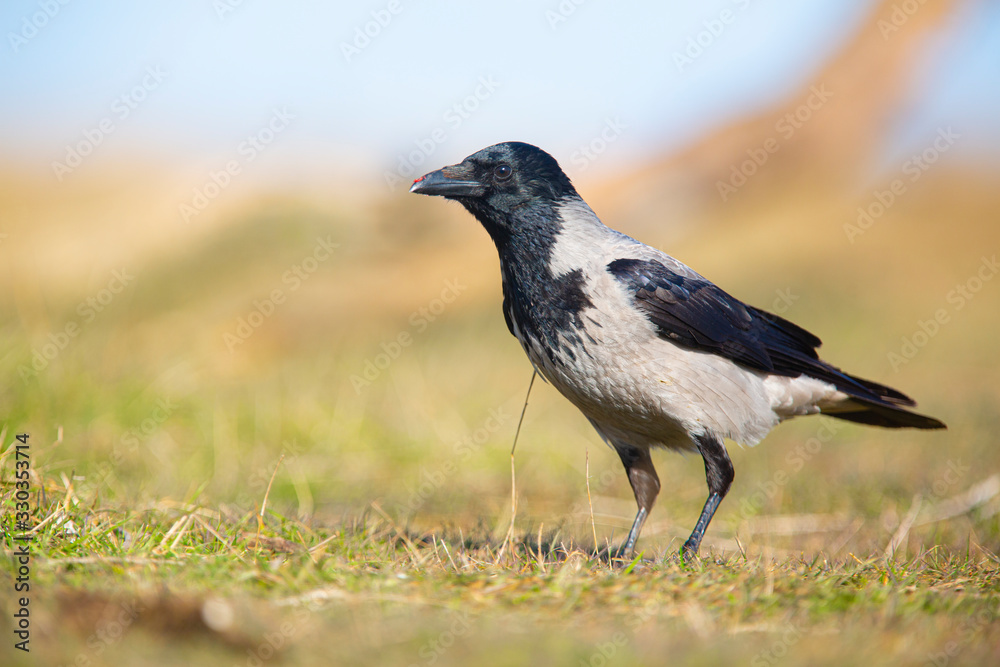 hooded crow / Corvus corone cornix / cioara griva hooded crow / Corvus corone cornix / cioara griva