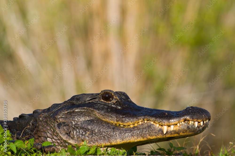 Fototapeta premium Large menacing American alligator Alligator mississippiensis in the wetland and marsh at the Myakka River State Park in Sarasota, Florida, USA