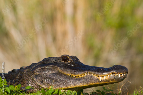 Large menacing American alligator Alligator mississippiensis in the wetland and marsh at the Myakka River State Park in Sarasota  Florida  USA