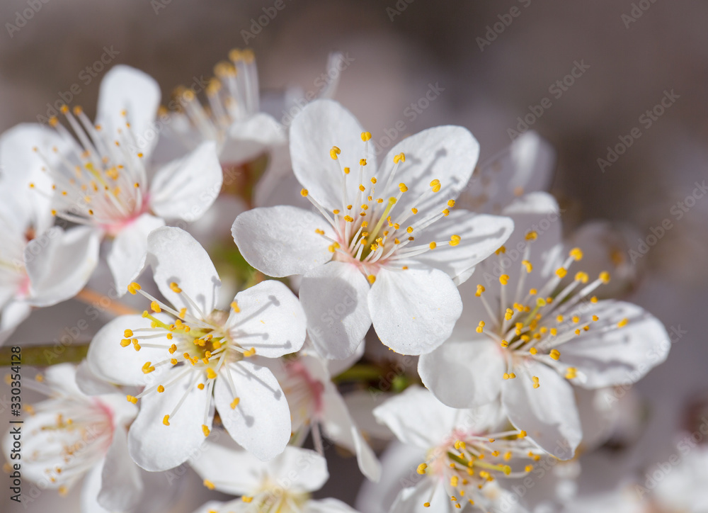 Delicate flowers on the maidens in early spring Delicate flowers on the maidens in early spring