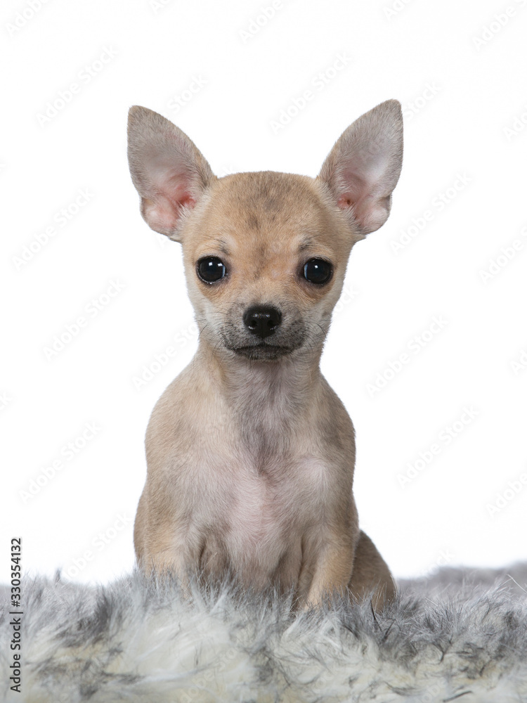 Cute and tiny Chihuahua puppy portrait. Image taken in studio with white background.