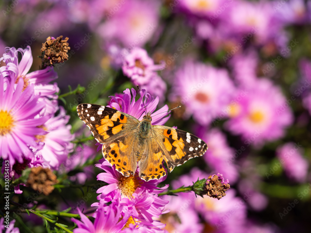 Painted lady butterfly (vanessa cardui) sitting on Chrysanthemums flower Painted lady butterfly (vanessa cardui) sitting on Chrysanthemums flower