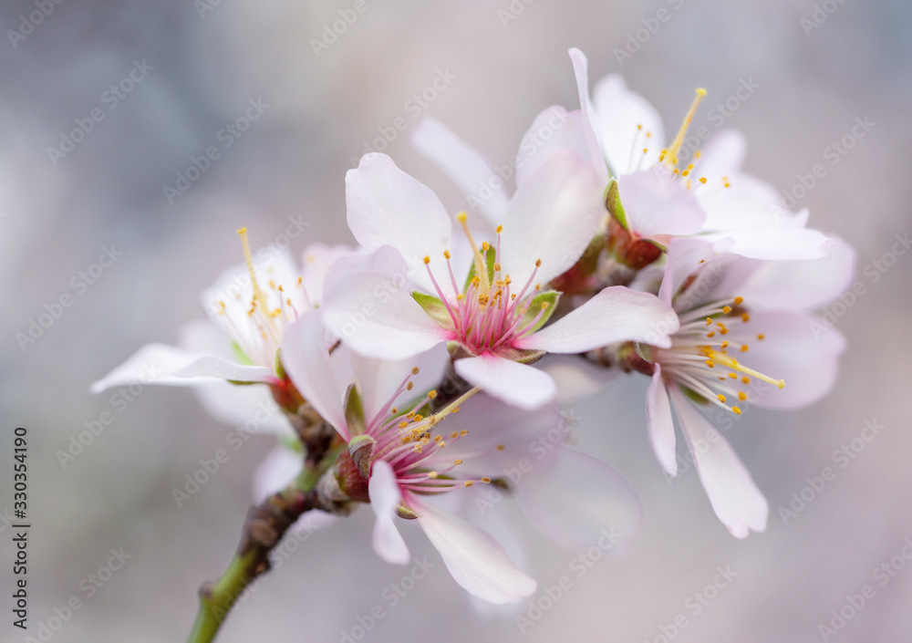 Delicate flowers on the maidens in early spring Delicate flowers on the maidens in early spring
