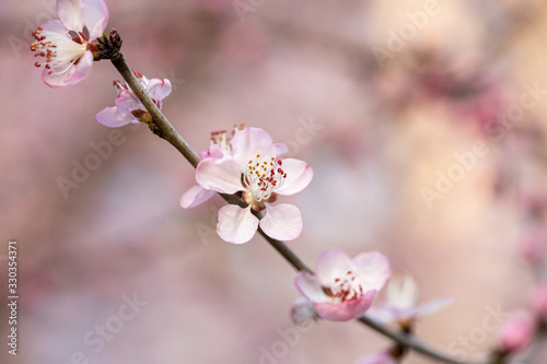 Spring flower