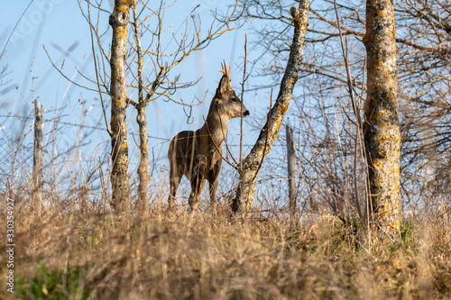 Capriolo (Capreolus capreolus) - Tagliacozzo Aq photo