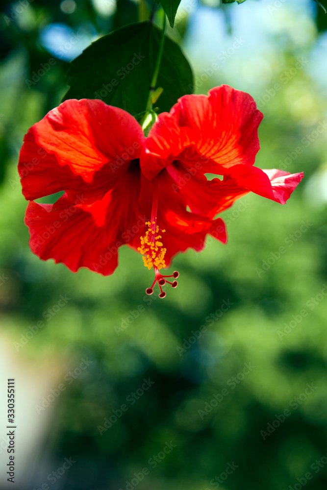 Fototapeta premium Little Red Flower