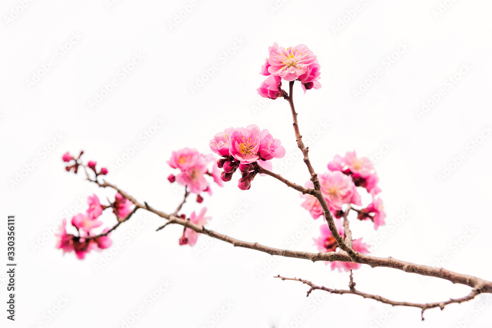Pink cherry blossom or sakura isolated on white Pink cherry blossom or sakura isolated on white