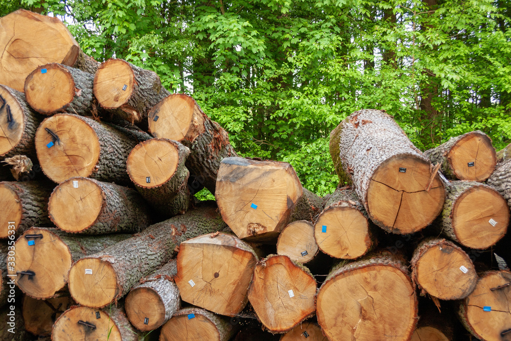 Heap of the wood logs in the forest, Repas, Croatia