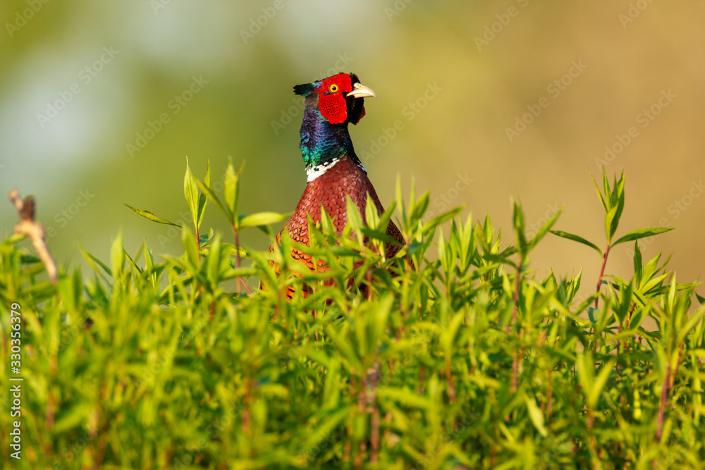 Pheasant hiding in the grass