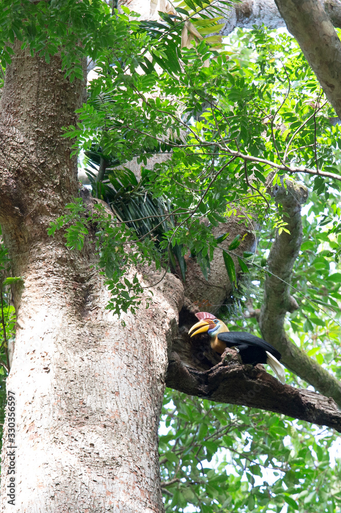 A hornbill bird on a tree in park A hornbill bird on a tree in park