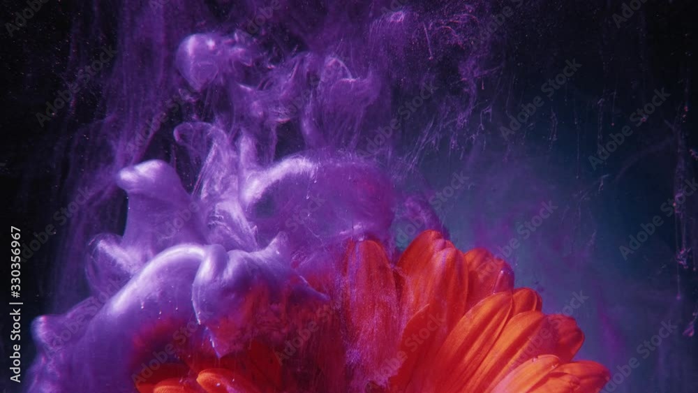 Ink flower in water. Fantasy explosion. Grape compote purple paint shot on lush lava orange daisy.