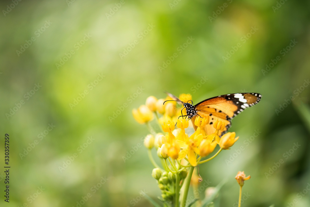 orange butterfly on flower in gargen orange butterfly on flower in gargen
