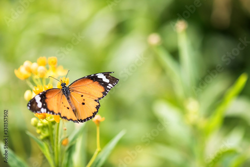 orange butterfly on flower by top view