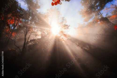 rays through forest with autumn leaf