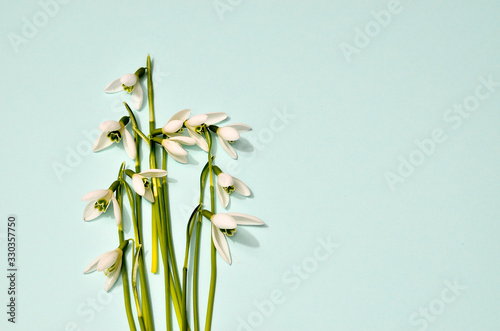 Creative layout made with snowdrop flowers on bright blue background. Flat lay. Spring minimal concept.