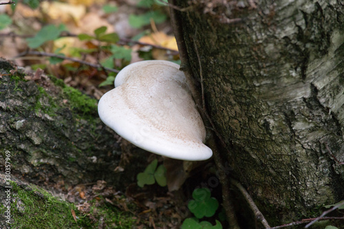 Not edible mushrooms in the wood