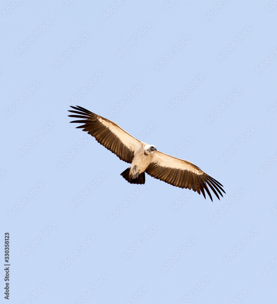 Fototapeta premium A photo of a flying vulture bird