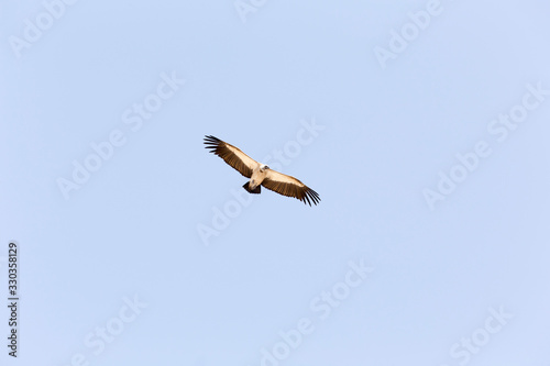 A photo of a flying vulture bird