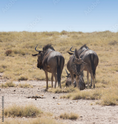 A small group of buffalo