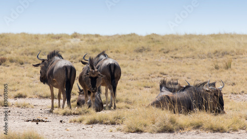 A small group of buffalo