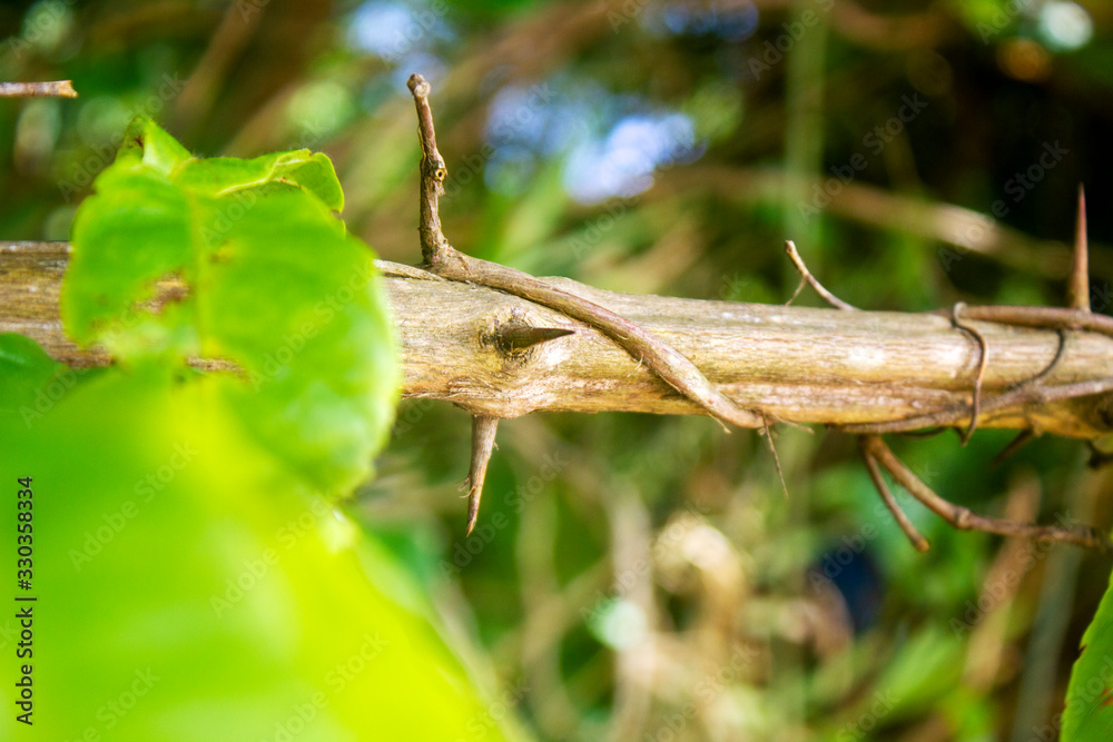 Needle-like structure tree with green leaves Needle-like structure tree with green leaves