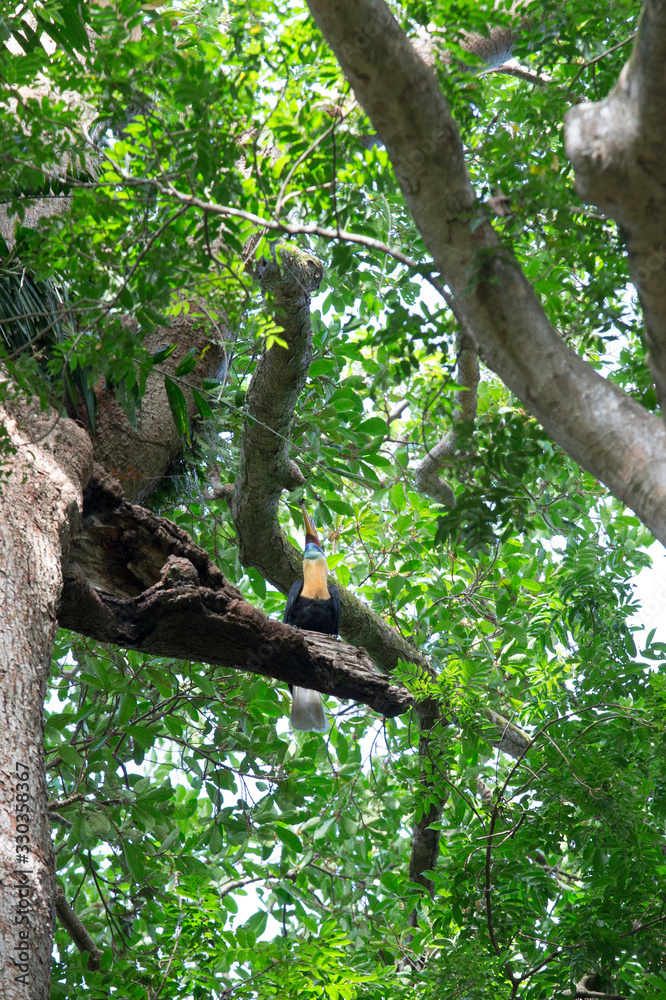 Fototapeta premium A hornbill bird on a tree in park