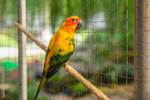Thailand, Birdcage, Cage, Bird, Feather