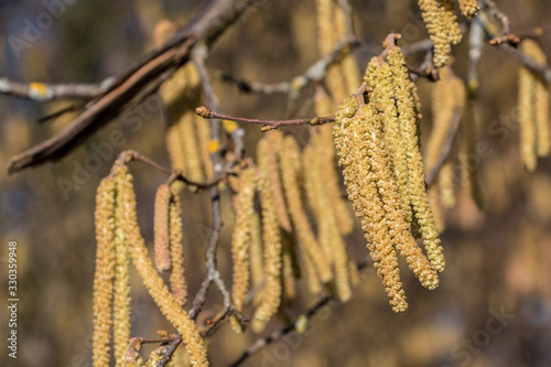 Hazelnut tree with a lot of big yellow hazelnut pollen