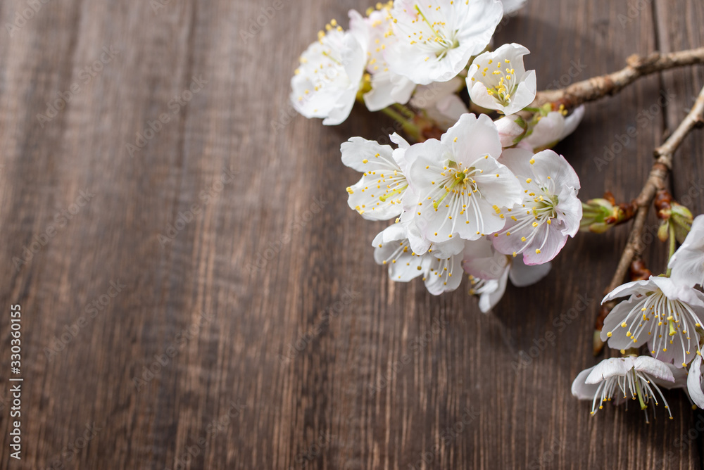 満開の桜 満開の桜