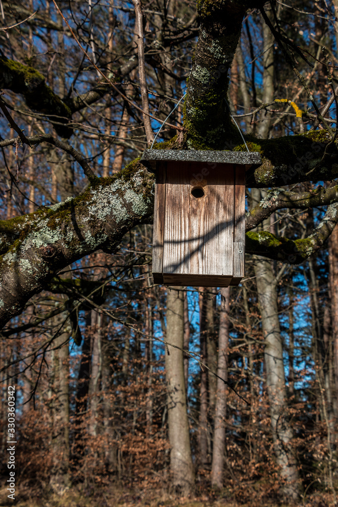 Little bird table on a big and old tree