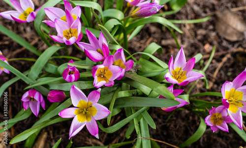 Pierwsze oznaki wiosny. Fioletowe kwiaty w parku. Nowe zycie. Zielen w rozkwicie. 
