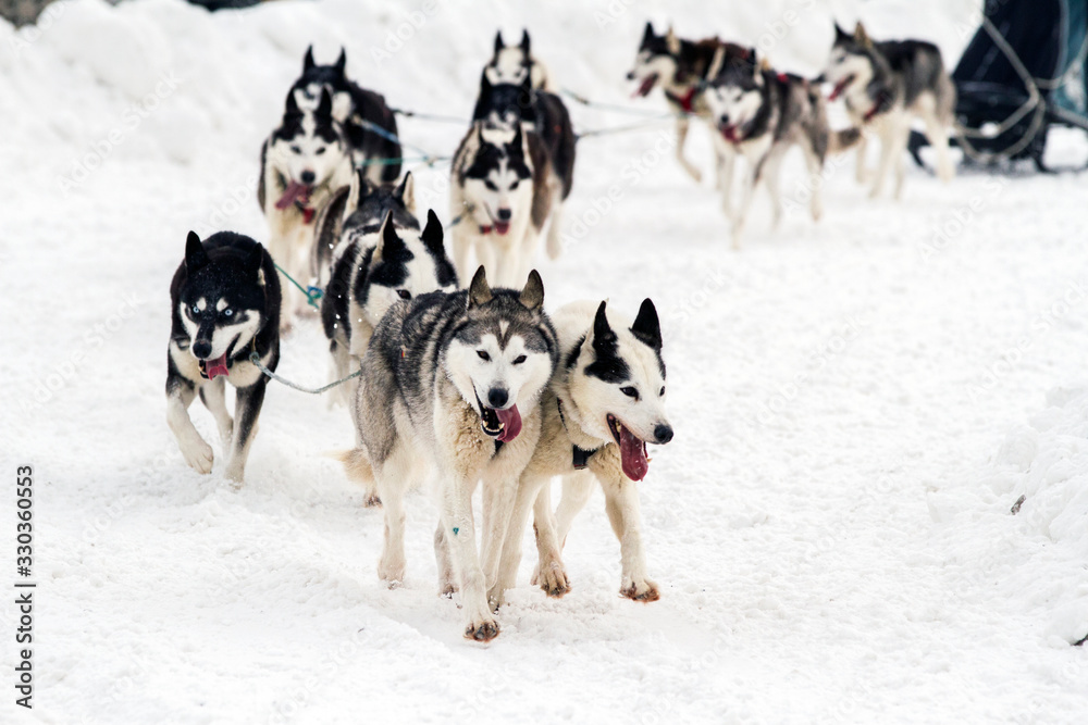 Sled Dog Racing